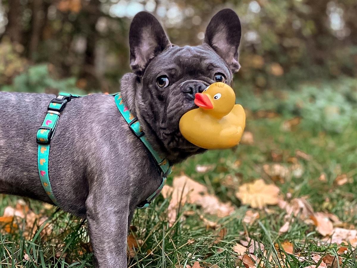 Max & Molly Ducklings Köpek Göğüs Tasması - Göğüs Tasmaları