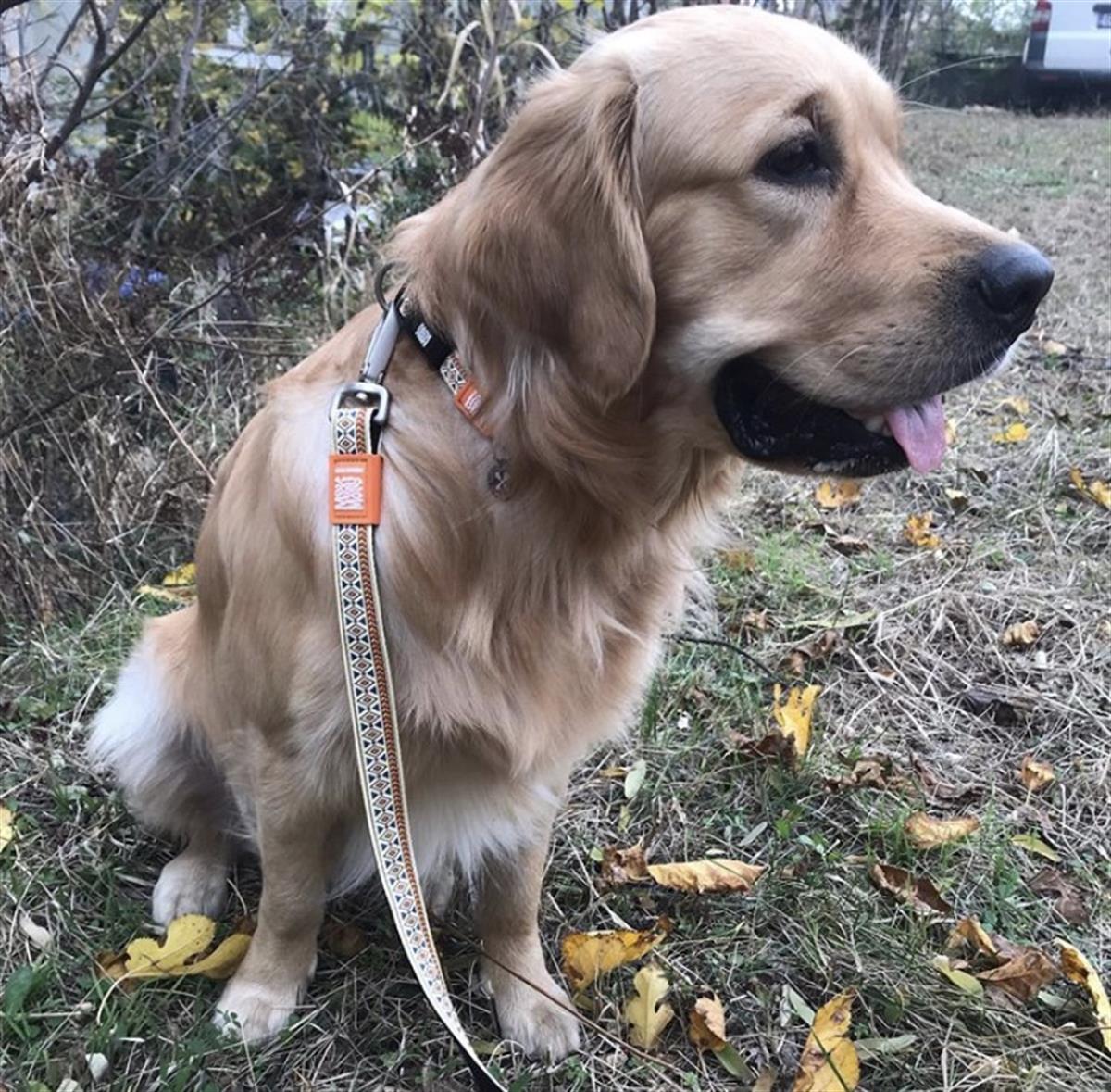 Max & Molly Ethnic Köpek Gezdirme Kayışı - Gezdirme Kayışları