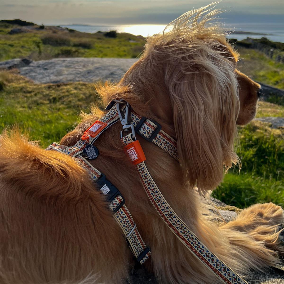Max & Molly Ethnic Köpek Göğüs Tasması - Göğüs Tasmaları