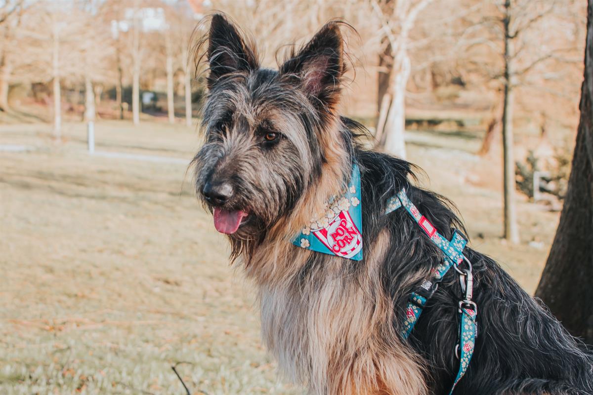 Max & Molly Popcorn Bandana - Bandanalar