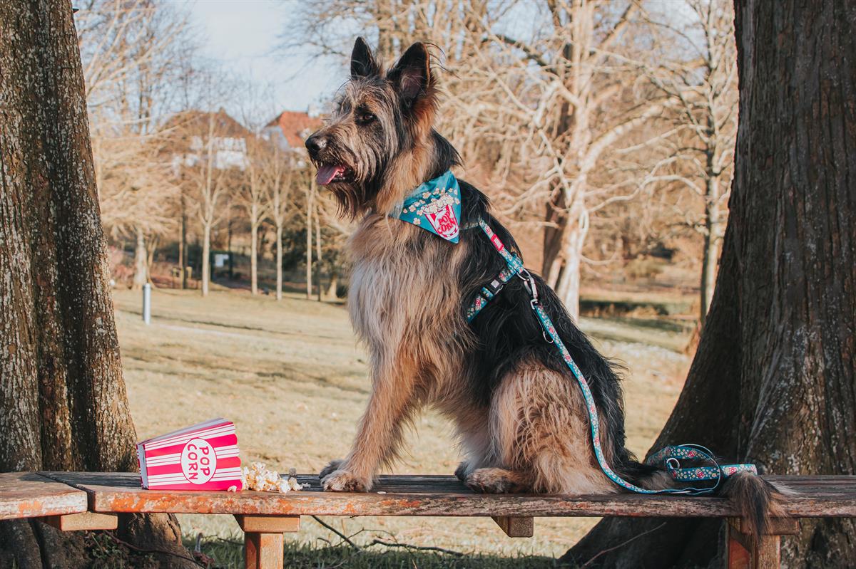 Max & Molly Popcorn Köpek Göğüs Tasması - Göğüs Tasmaları