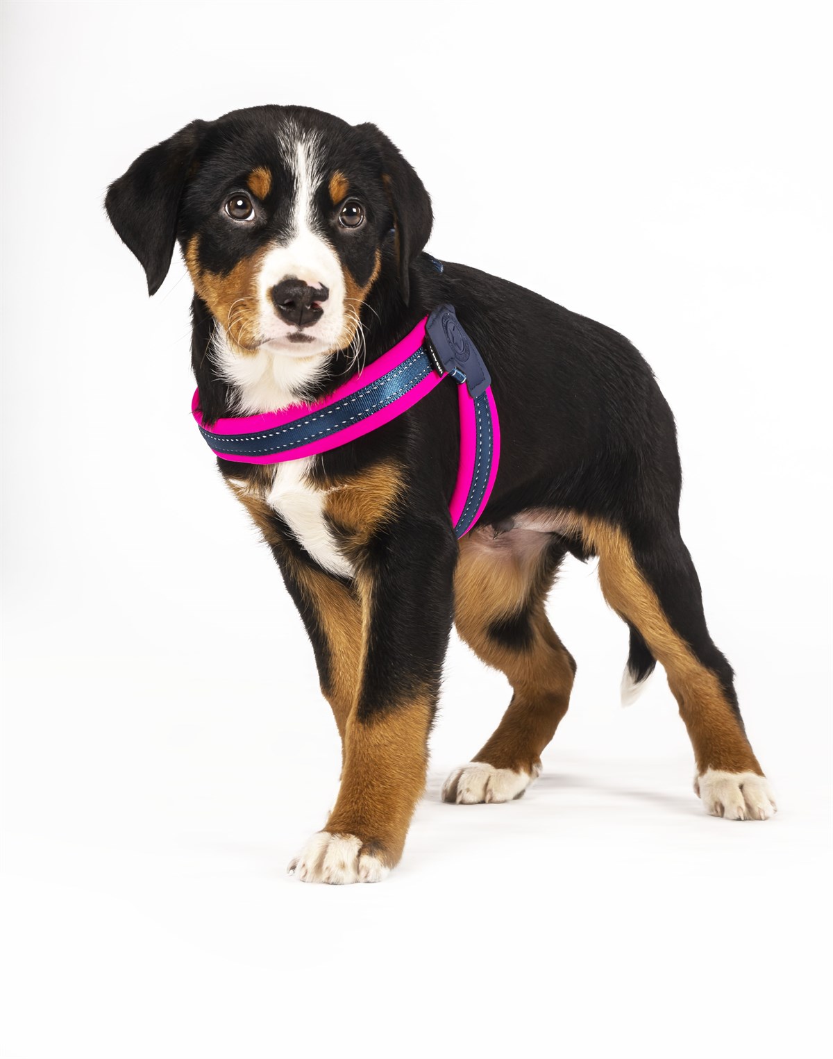 Max & Molly Q-Fit Matrix Pink Göğüs Tasması - Göğüs Tasmaları