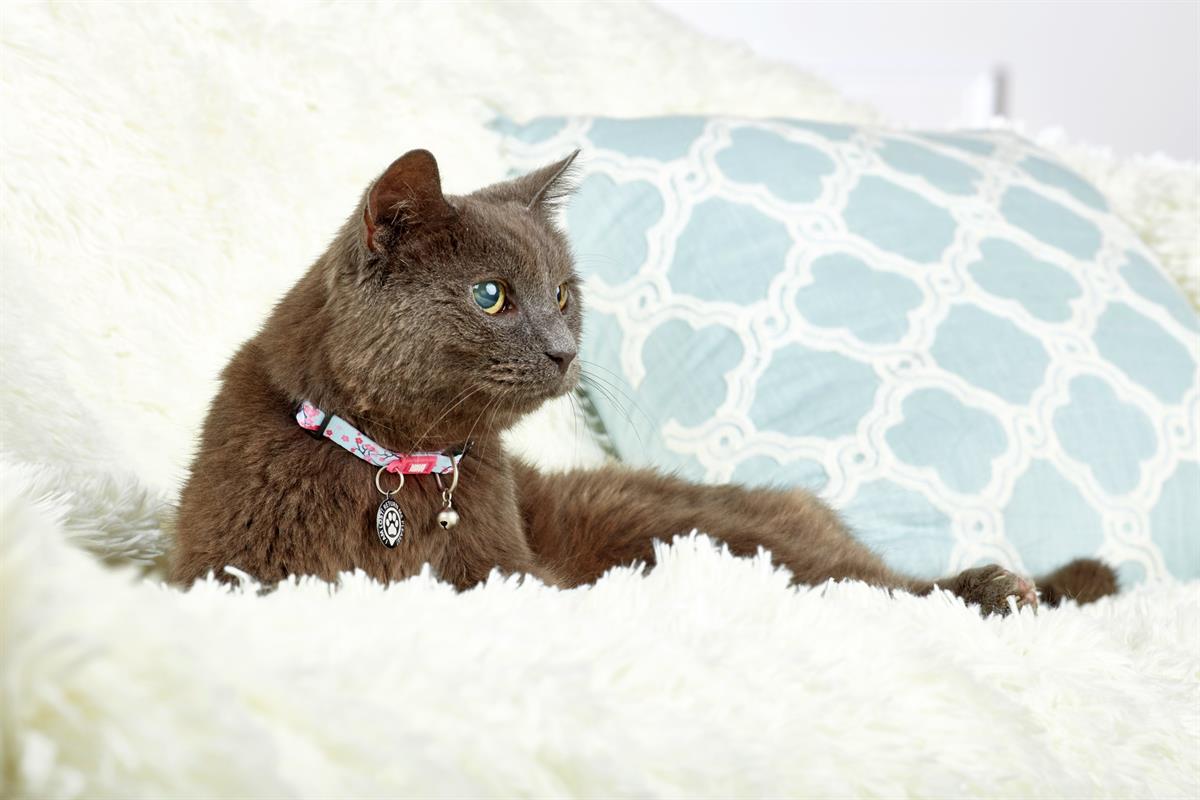 Max & Molly Smart ID Cherry Bloom Kedi Boyun Tasması - Boyun Tasması