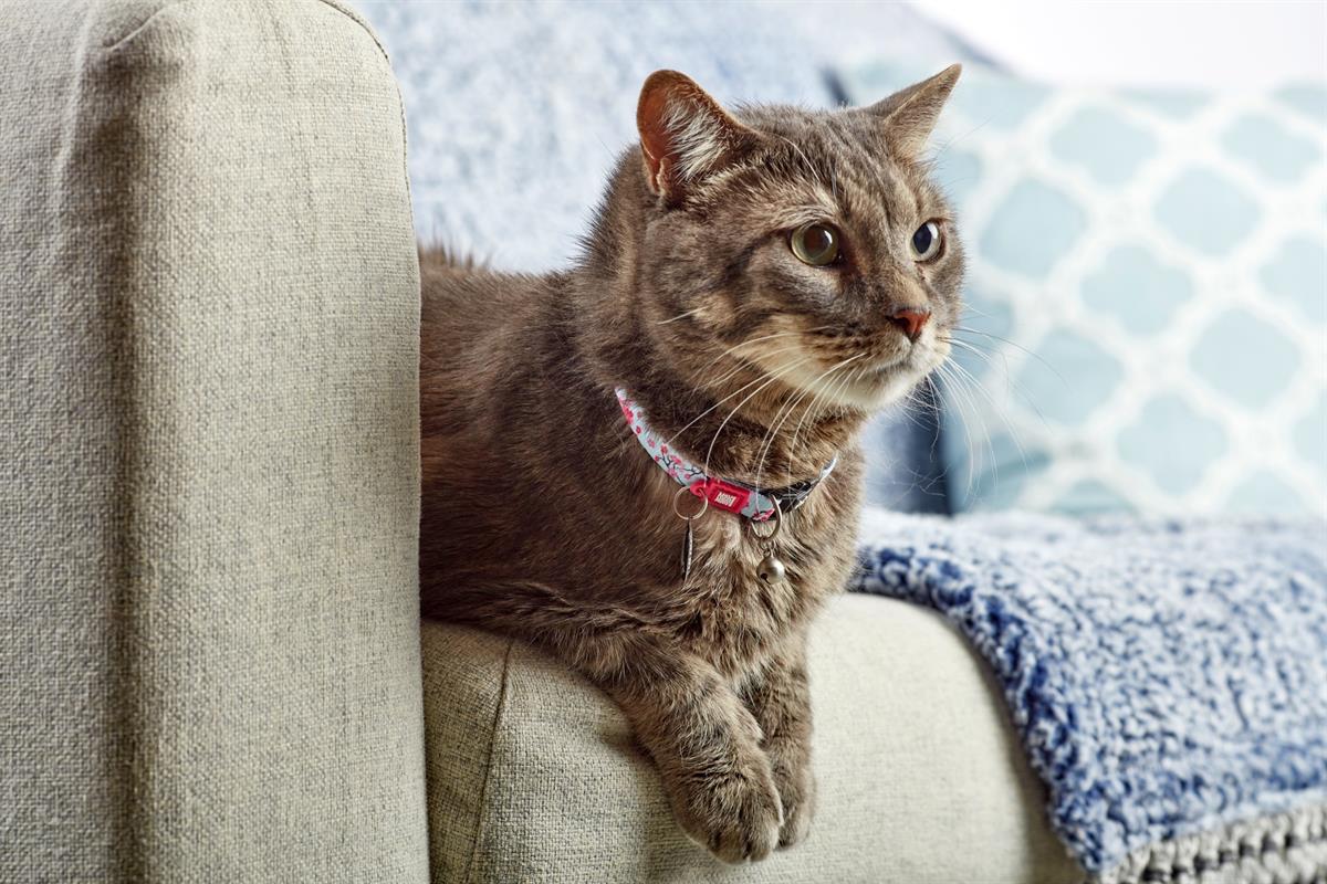 Max & Molly Smart ID Cherry Bloom Kedi Boyun Tasması - Boyun Tasması