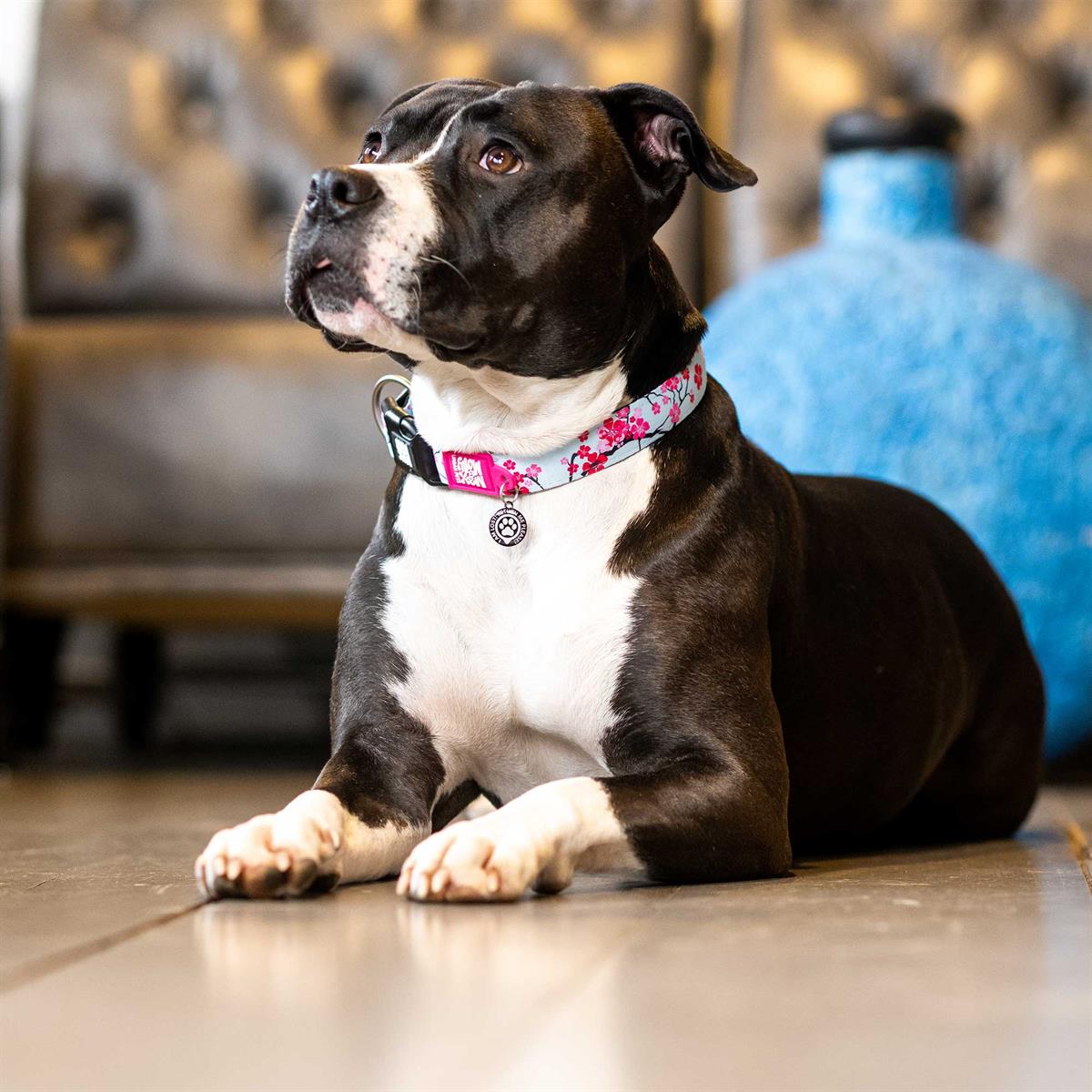 Max & Molly Smart ID Cherry Bloom Köpek Boyun Tasması - Boyun Tasmaları