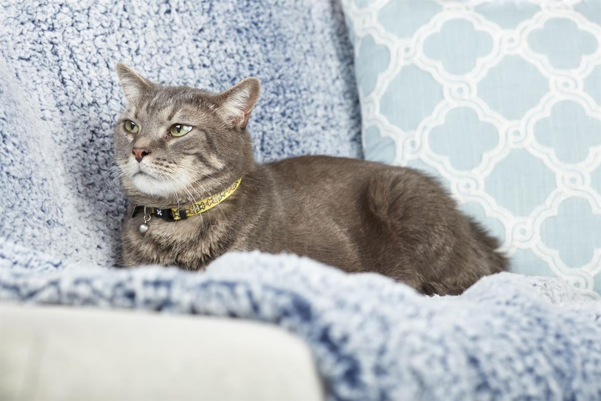 Max & Molly Smart ID Monkey Maniac Kedi Boyun Tasması - Boyun Tasması