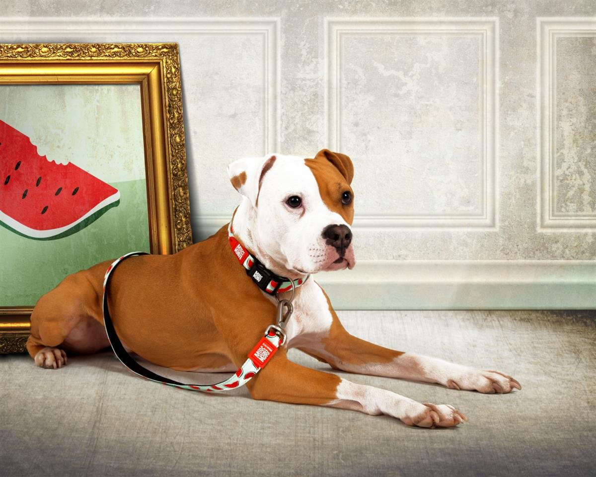 Max & Molly Watermelon Köpek Gezdirme Kayışı - Gezdirme Kayışları