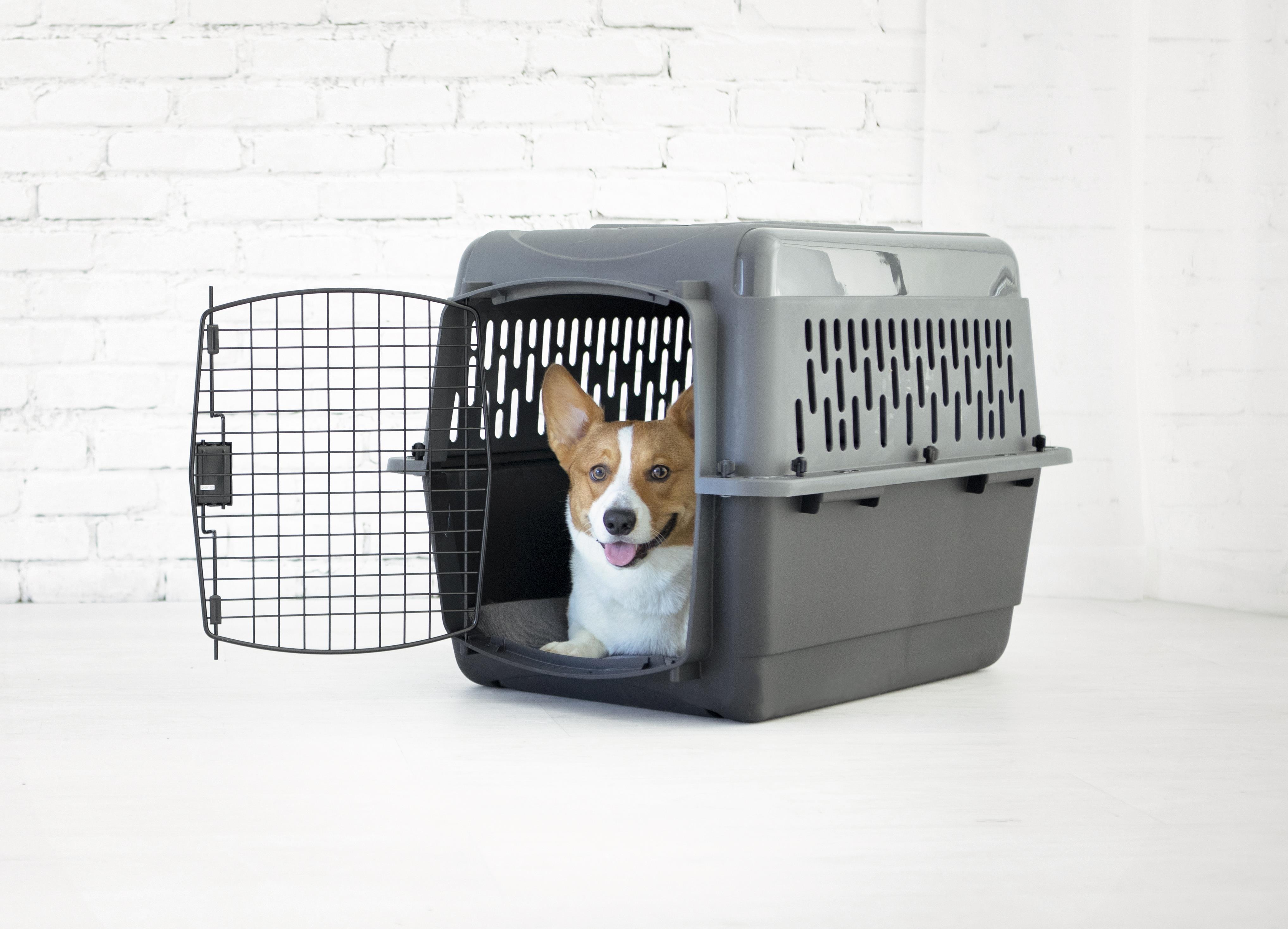 Petmate Pet Porter Köpek Taşıma Kafesi No:4 (72x52x55cm) - Plastik Taşımalar