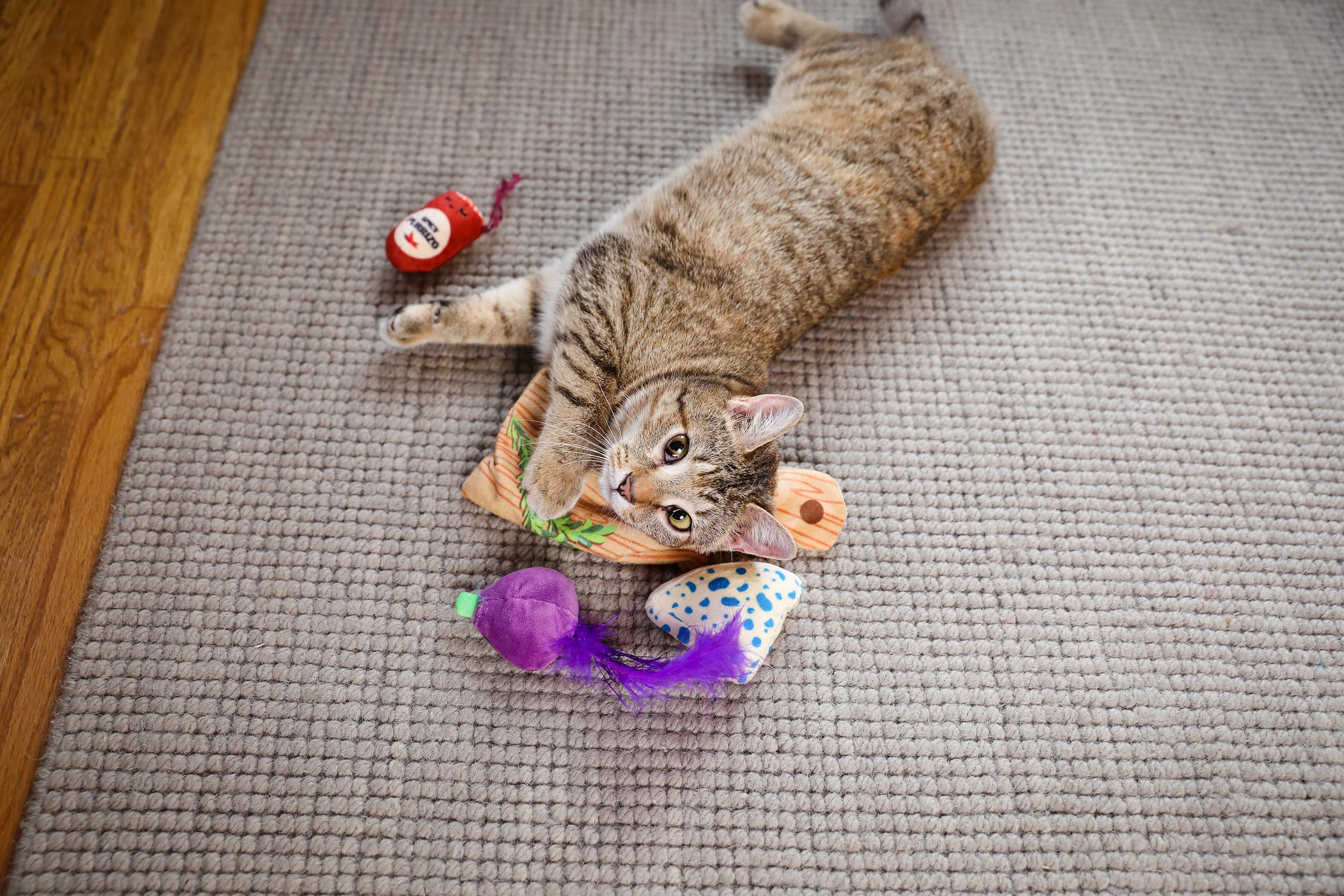 Quirky Kitty Charcuterie Board Kedi Oyun Matı - Kumaş ve Peluş Oyuncaklar