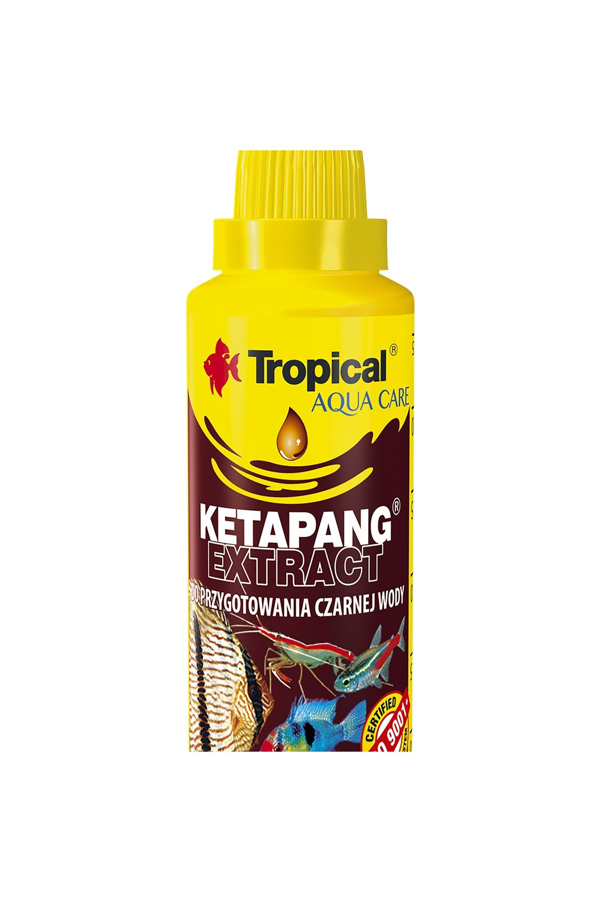 Tropical Ketapang