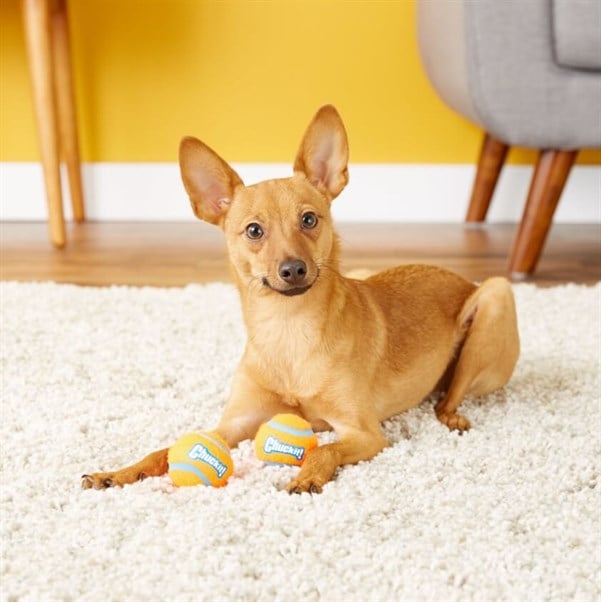 Chuckit! 2'li Köpek Tenis Oyun Topu (Orta Boy)