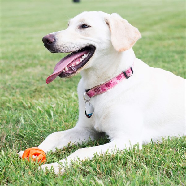 Chuckit! Breathe Right Köpek Oyun Topu (Orta) - Köpek Oyuncakları