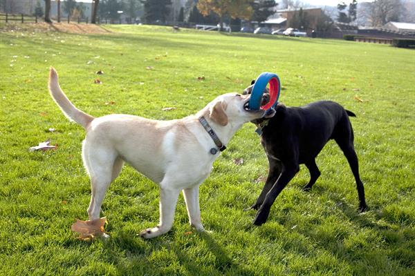 Chuckit! Fetch Wheel Oyun Halkası (Büyük Boy) - Oyun Topları ve Frizbiler