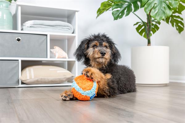 Chuckit! Indoor Ball Eve Özel Yumuşak Oyun Topu - Oyun Topları ve Frizbiler