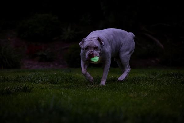 Chuckit! Max Glow Air Fetch Gece Parlayan 2'li Köpek Oyun Topu (Küçük Boy) - Oyun Topları ve Frizbiler