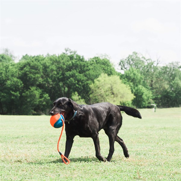 Chuckit! Rope Fetch İpli Oyun Topu - Köpek Oyuncakları