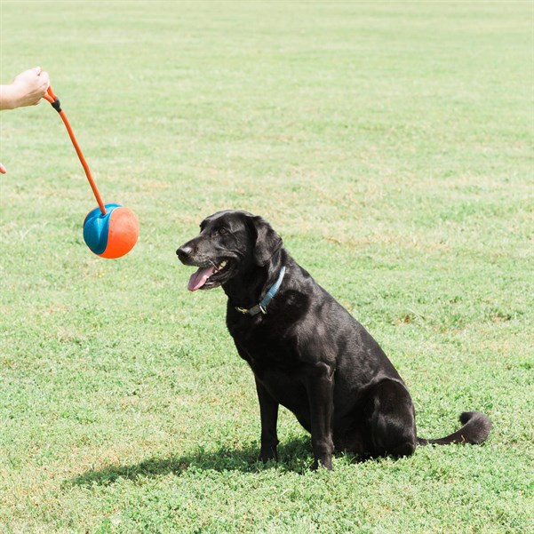 Chuckit! Rope Fetch İpli Oyun Topu - Köpek Oyuncakları