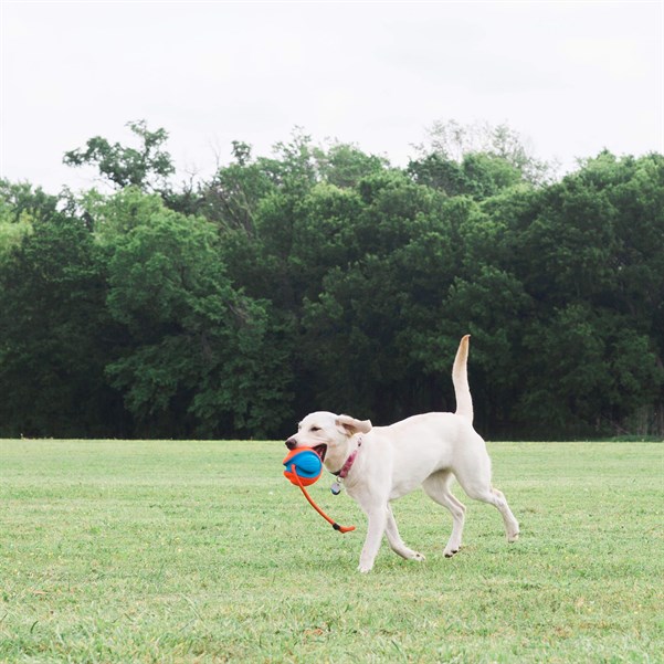 Chuckit! Rope Fetch İpli Oyun Topu - Köpek Oyuncakları