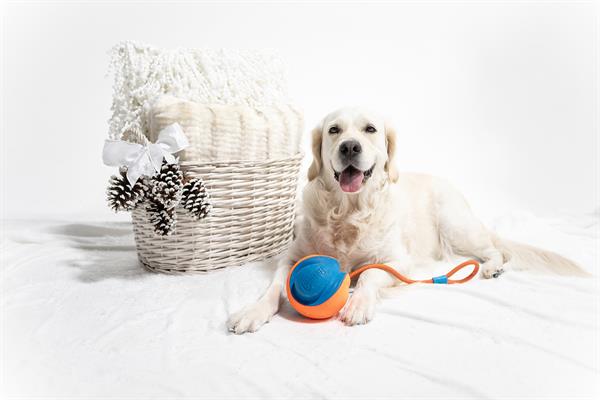 Chuckit! Rope Fetch İpli Oyun Topu - Oyun Topları ve Frizbiler