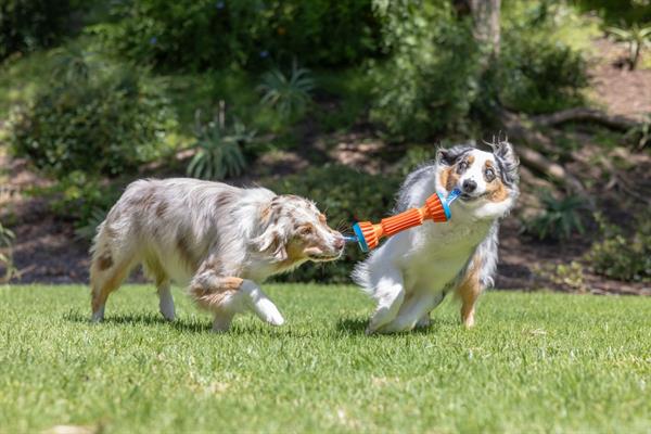 Chuckit! Rugged Bumper Ekstra Dayanıklı Köpek Oyuncağı (Küçük Boy) - Oyun Topları ve Frizbiler
