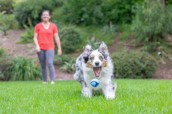 Chuckit! Sniff Fetch Jambon Kokulu Köpek Oyun Topu (Orta Boy) - Oyun Topları ve Frizbiler