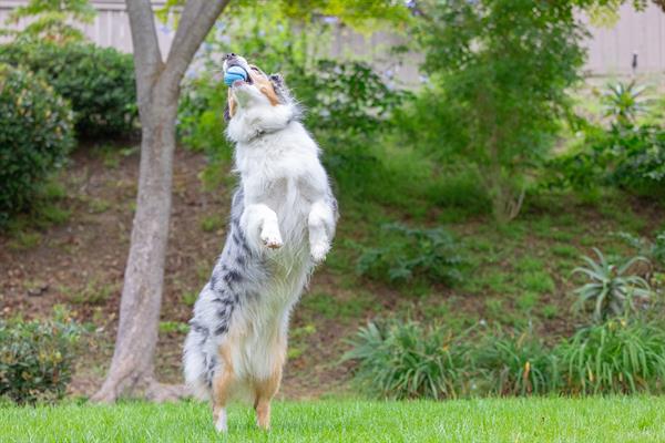 Chuckit! Sniff Fetch Jambon Kokulu Köpek Oyun Topu (Orta Boy) - Oyun Topları ve Frizbiler