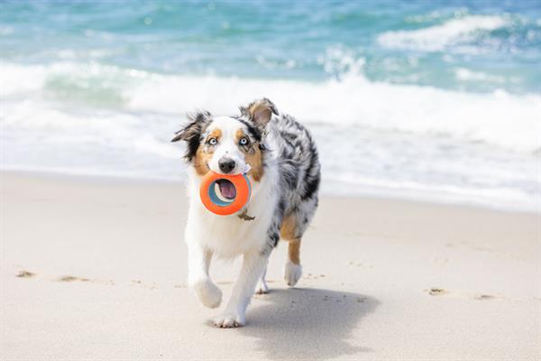 Chuckit! Suda Batmayan Köpek Oyun Halkası - Oyun Topları ve Frizbiler