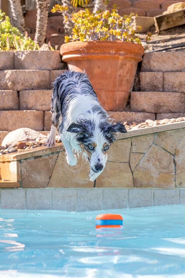 Chuckit! Suda Batmayan Köpek Oyun Halkası - Oyun Topları ve Frizbiler