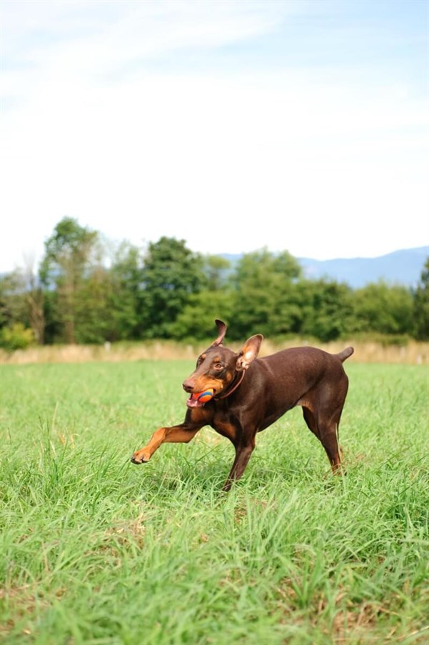 Chuckit! Ultra Ball Köpek Oyun Topu (Büyük Boy)