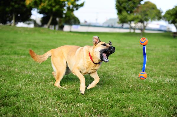 Chuckit! Ultra Duo Tug 2'li Köpek Çekiştirme Topu (Orta Boy) - Oyun Topları ve Frizbiler