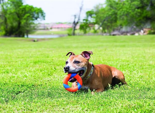 Chuckit! Ultra Ring Köpek Oyun Halkası - Oyun Topları ve Frizbiler