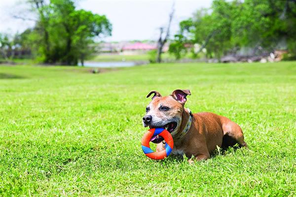 Chuckit! Ultra Ring Köpek Oyun Halkası - Oyun Topları ve Frizbiler