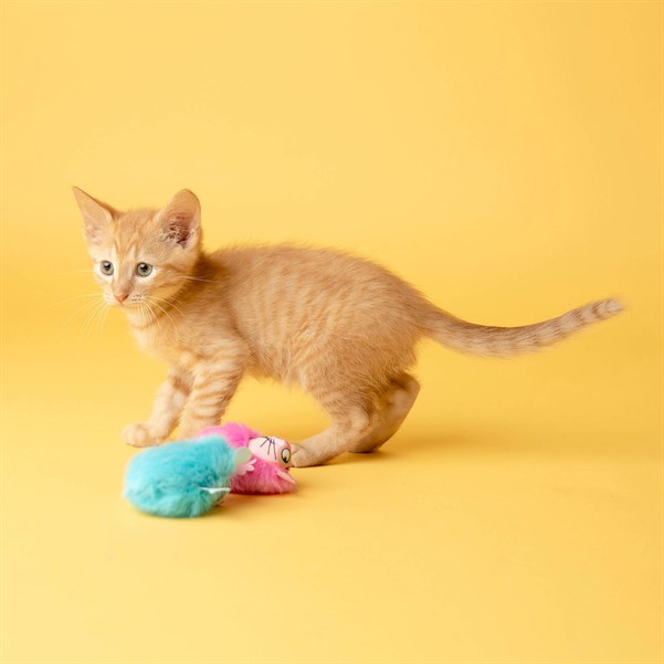 Fat Cat Fluff Bunnies Kedi Otlu Oyuncak - Kumaş ve Peluş Oyuncaklar