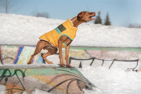 GF PET Alpine Puffer Köpek Montu - Sarı - Köpek Kıyafetleri