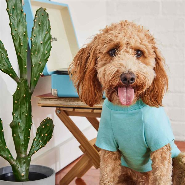GF Pet Graphic Tee Köpek Tshirt - Aqua - Köpek Kıyafetleri