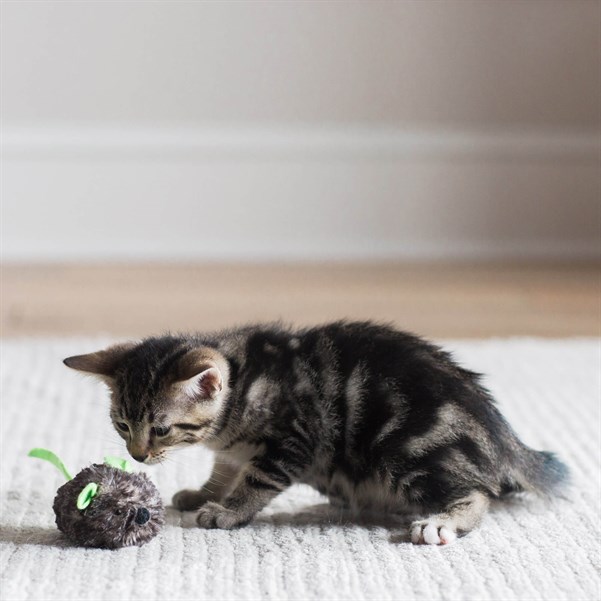 Jackson Galaxy Kedi Otlu Hareketli Fare - Toplar ve Fareler