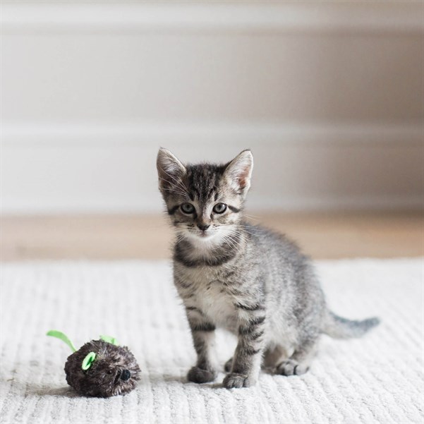 Jackson Galaxy Kedi Otlu Hareketli Fare - Toplar ve Fareler