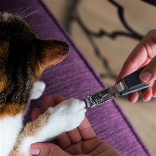 Jackson Galaxy Kedi Tırnak Makası
