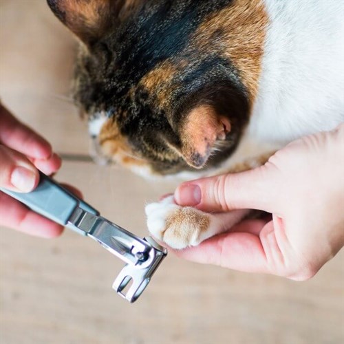 Jackson Galaxy Kedi Tırnak Makası