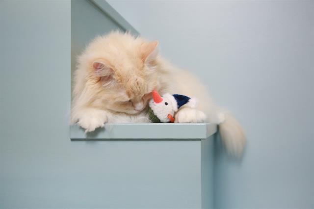 Mad Cat Snowy Day Matatabili Kedi Oyuncağı - Kumaş ve Peluş Oyuncaklar