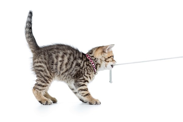 Max & Molly Smart ID Leopard Pink Kedi Boyun Tasması - Boyun Tasması