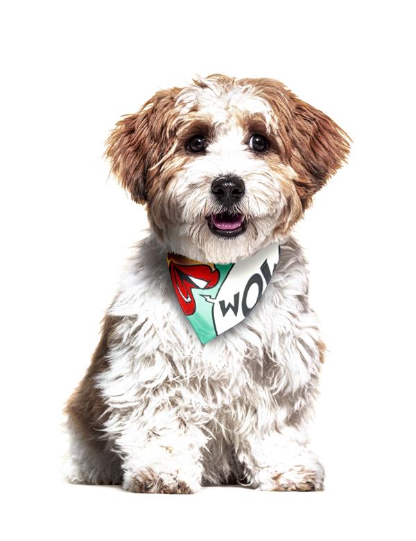 Max & Molly Missy Pop Bandana - Bandanalar