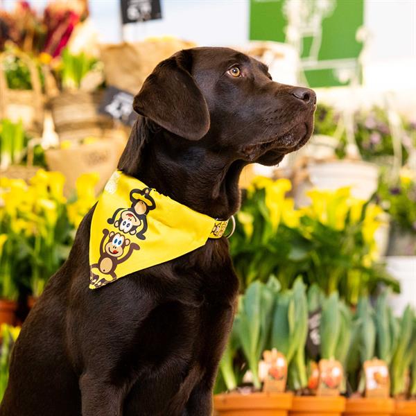 Max & Molly Monkey Maniac Bandana - Bandanalar