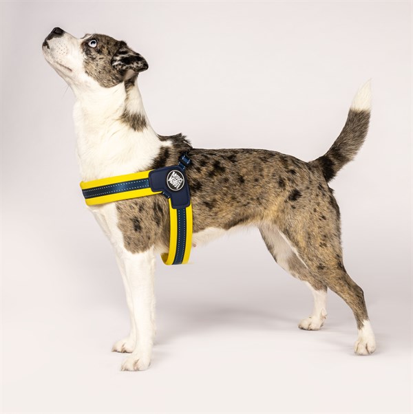 Max & Molly Q-Fit Matrix Yellow Göğüs Tasması - Göğüs Tasmaları