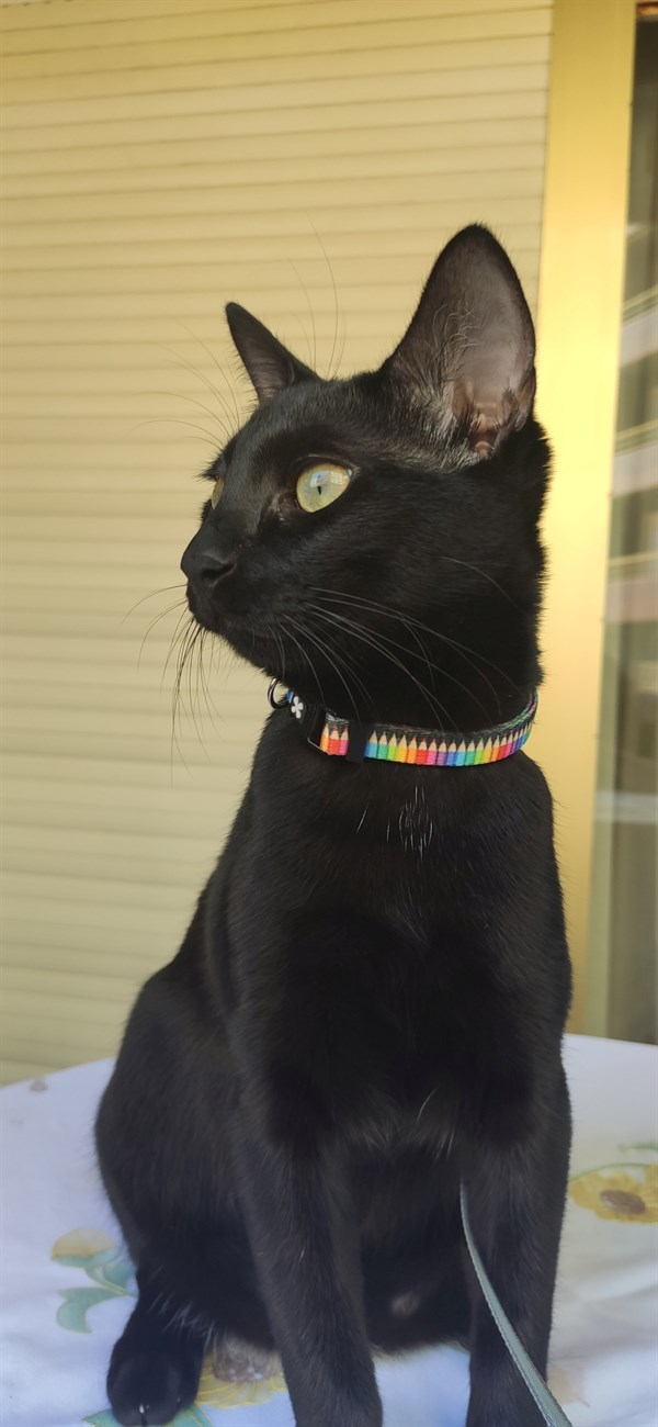 Max & Molly Smart ID Crayons Kedi Boyun Tasması - Boyun Tasması