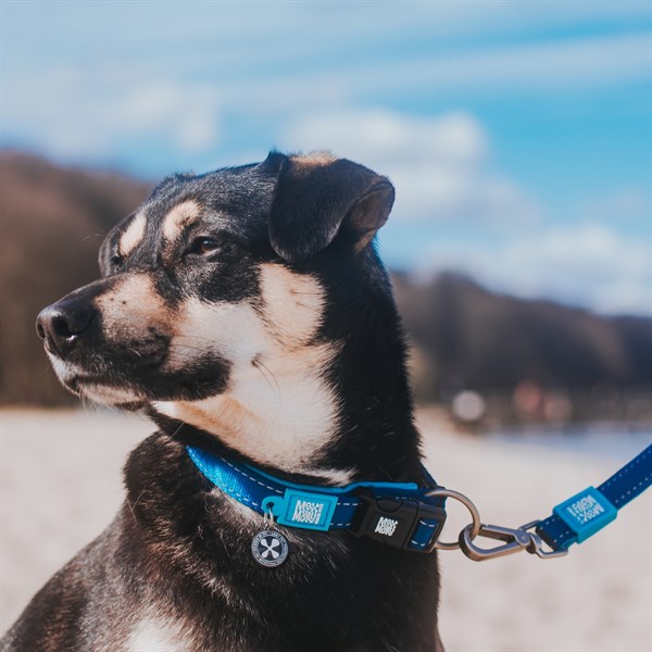 Max & Molly Smart ID Matrix Sky Blue Boyun Tasması - Boyun Tasmaları