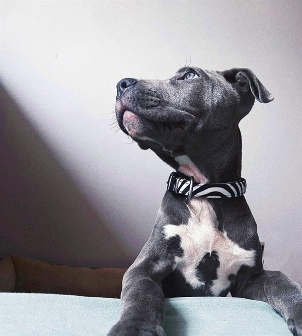 Max & Molly Smart ID Zebra Boyun Tasması - Boyun Tasmaları