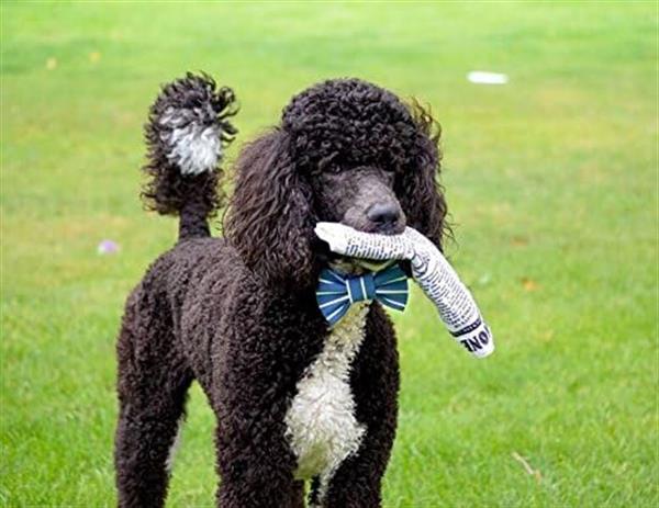 Pet Qwerks Hışırtılı Gazete Sesli Köpek Oyuncağı - Kumaş ve Peluş Oyuncaklar