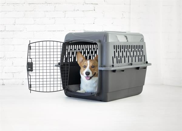Petmate Pet Porter Köpek Taşıma Kafesi No:4 (72x52x55cm) - Plastik Taşımalar