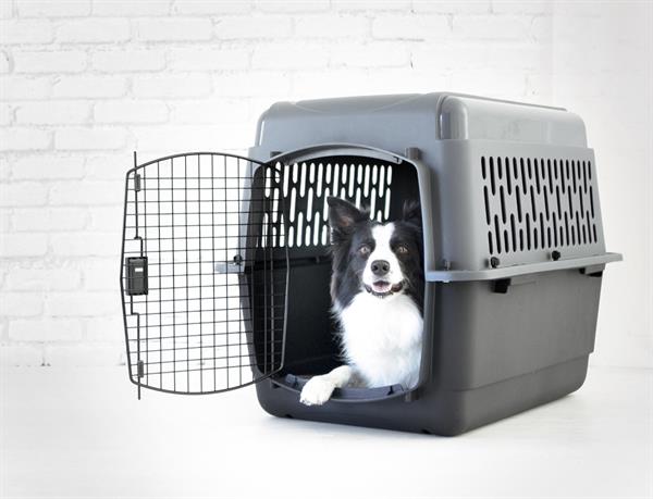 Petmate Pet Porter Köpek Taşıma Kafesi No:5 (82x58x61cm) - Plastik Taşımalar